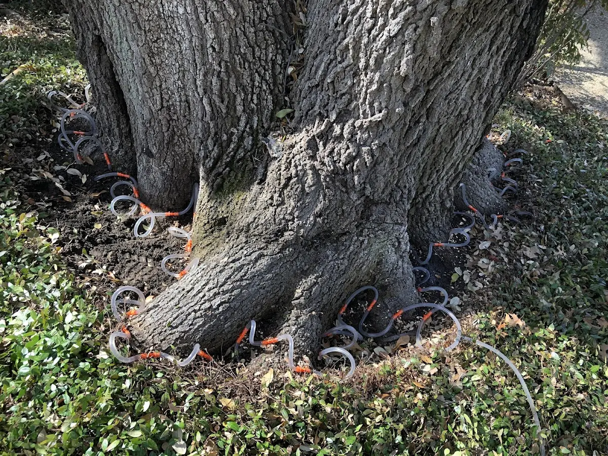 Detailed Tree Cabling and Bracing job site in Danube