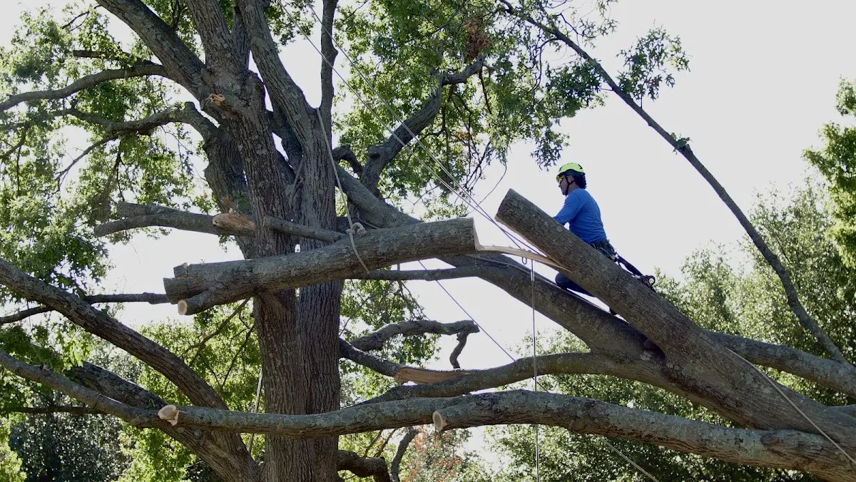 Professional Crown Thinning performed by certified arborists in Danube